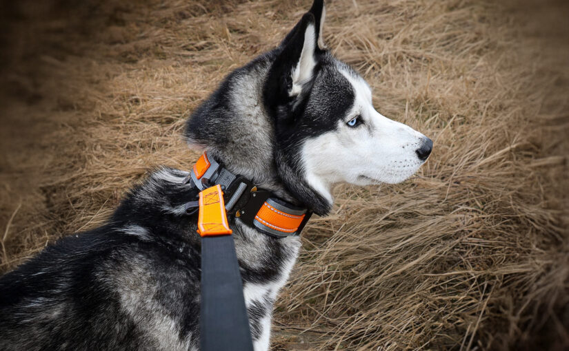 How to Sew Shock-Absorbing Webbing: The Stretchy Wonder That Will Change Your Leash Game