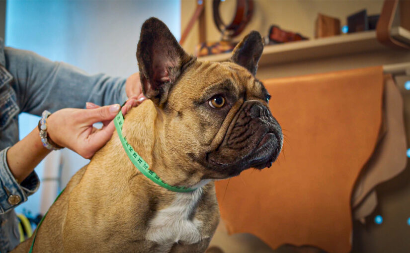 Step-by-step guide: Making a dog collar from waterproof webbing