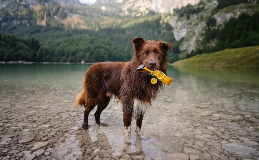 Perro con collar junto a un lago de montaña